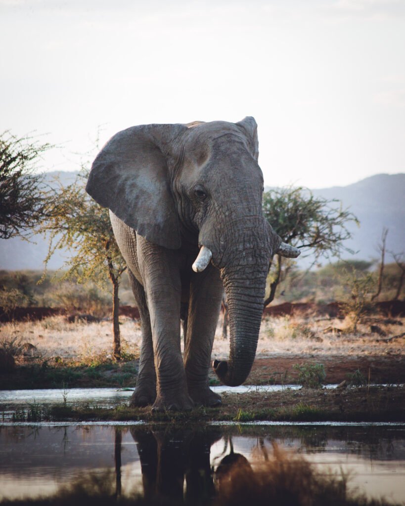 Elephant – Erindi, Namibia