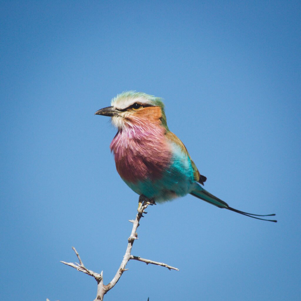 Lilac-breasted Roller – Namibia