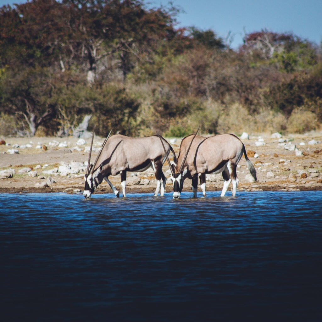 Gemsbok – Etosha, Namibia