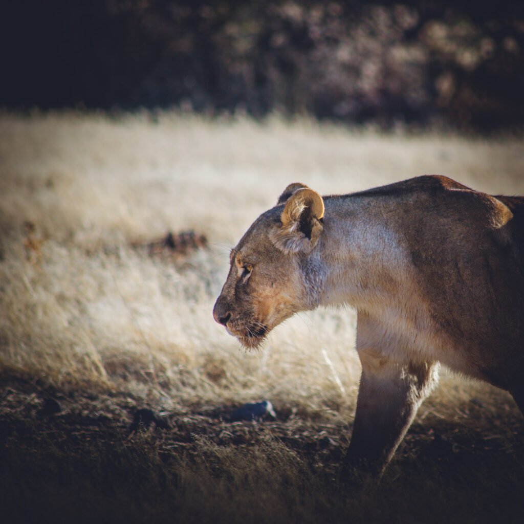 Lion – Namibia