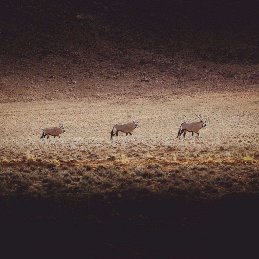 Gemsbok – Namibia