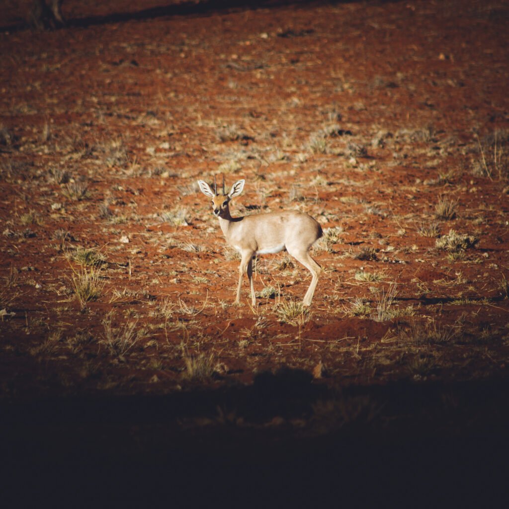 Steenbok – Namibia