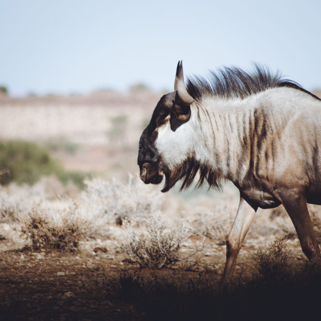 Wildebeest – Kalahari Anib, Namibia