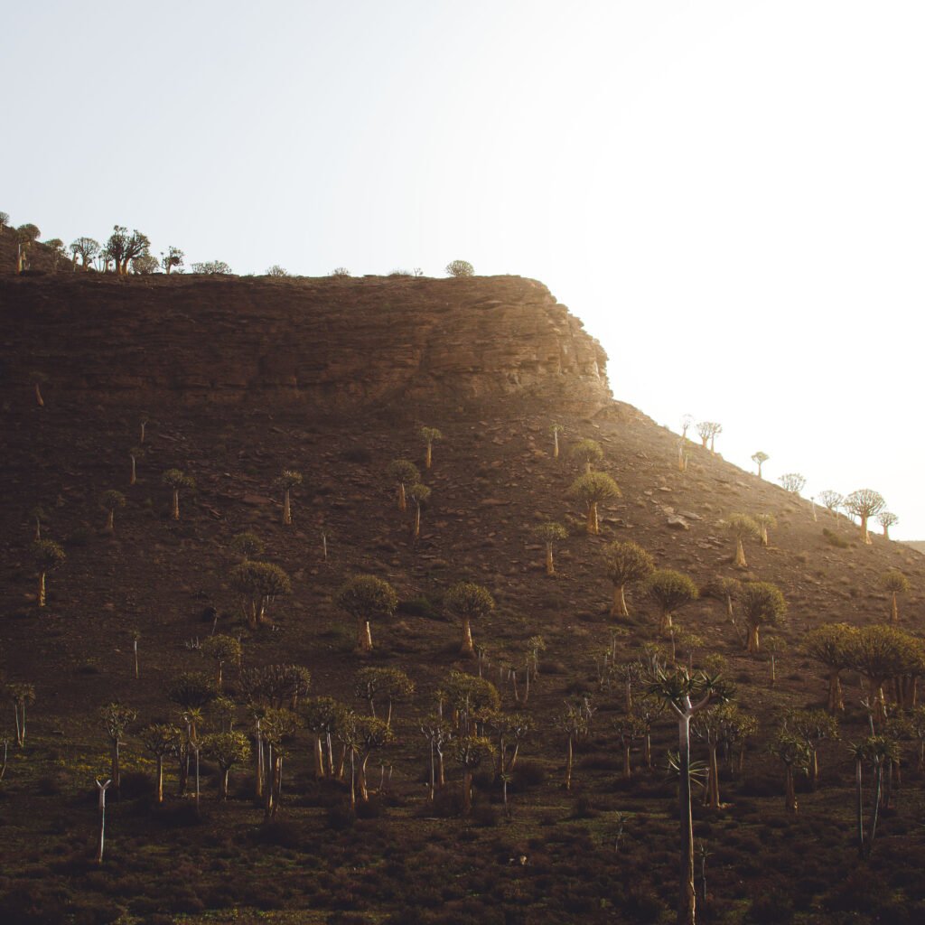 Quiver tree forest – Nieuwoudtville, South Africa