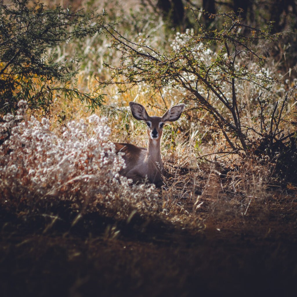 Steenbok – Erindi Private Game Reserve, Namibia