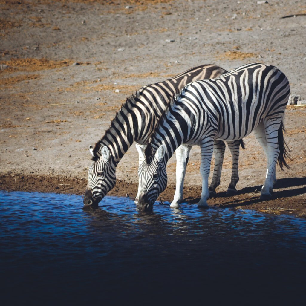 Zebra – Etosha, Namibia