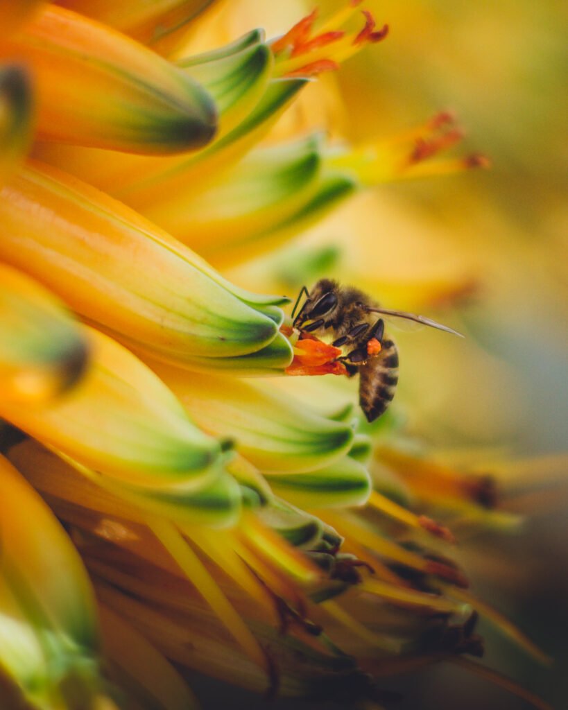 Bee