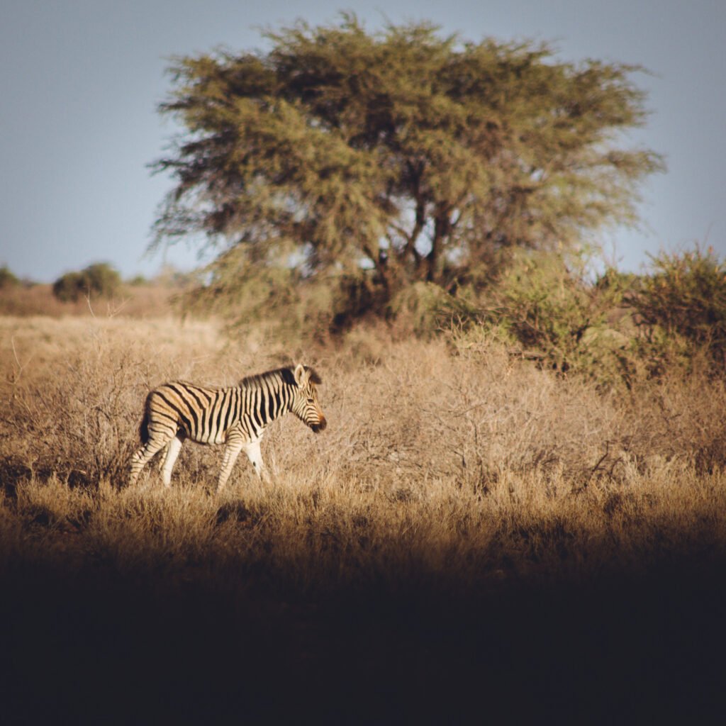 Zebra – Kalahari Anib, Namibia