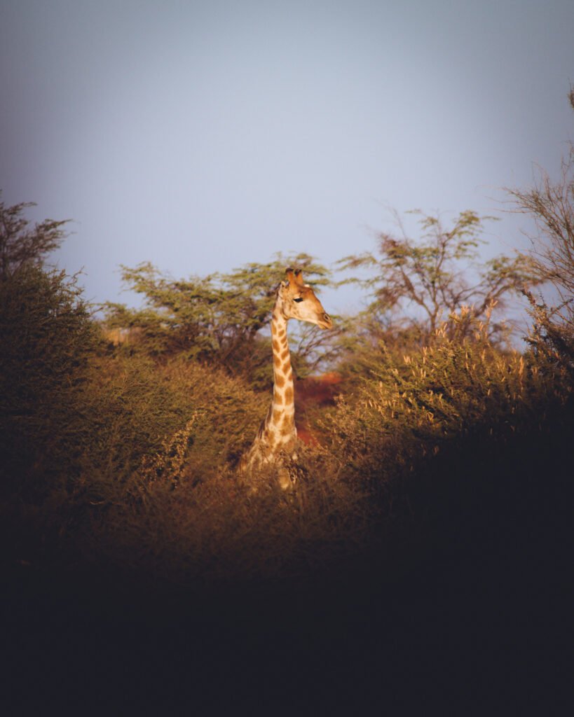 Giraffe – Kalahari Anib, Namibia