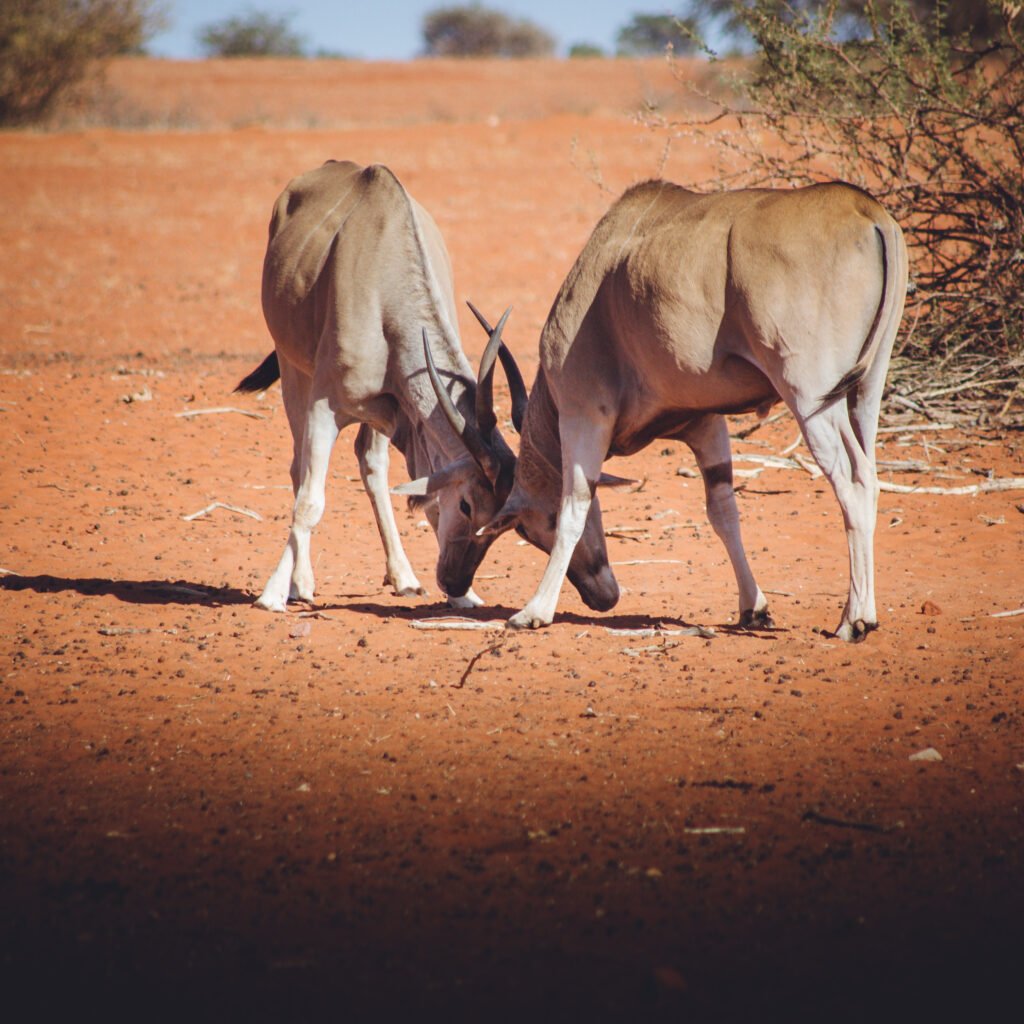 Eland – Kalahari Anib, Namibia