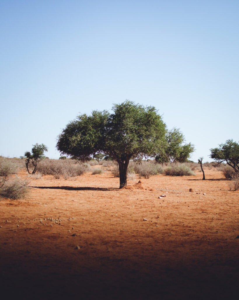 Tree – Kalahari Anib, Namibia