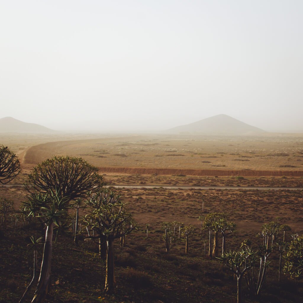 Quiver tree forest – Nieuwoudtville, South Africa