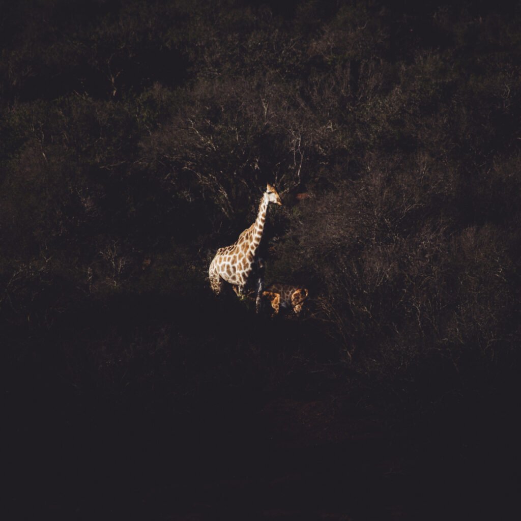 Giraffes – Buffelsdrift Game Lodge, South Africa