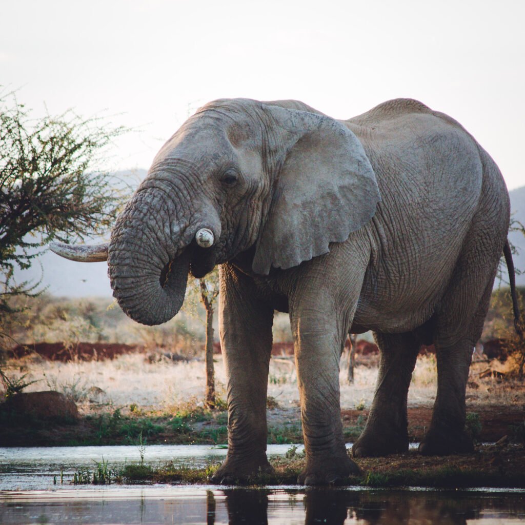 Elephant – Erindi, Namibia