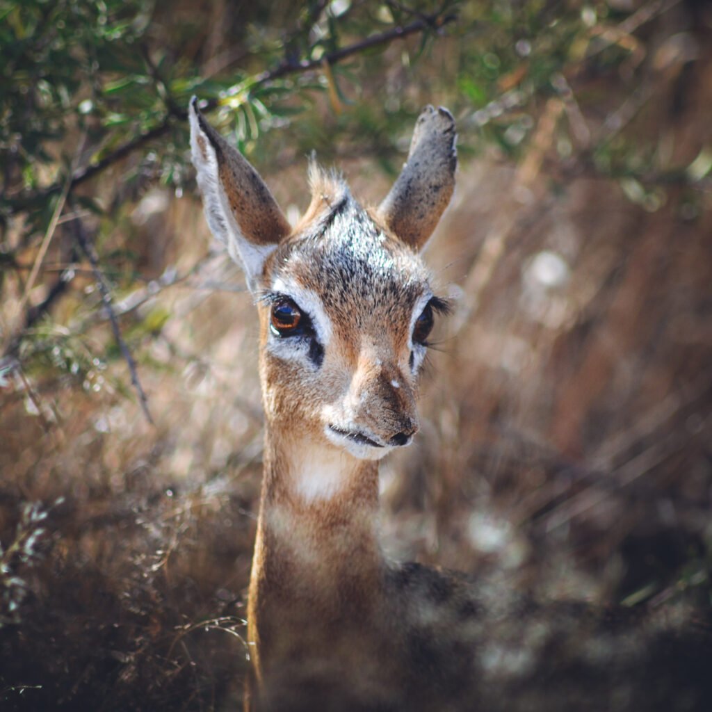 Damara Dik Dik – Erindi, Namibia