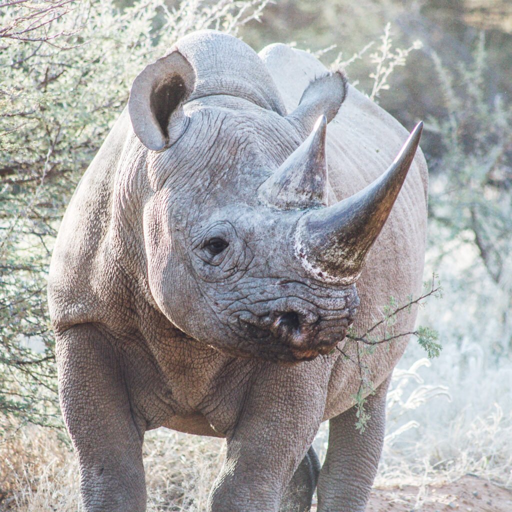 Rhino – Namibia