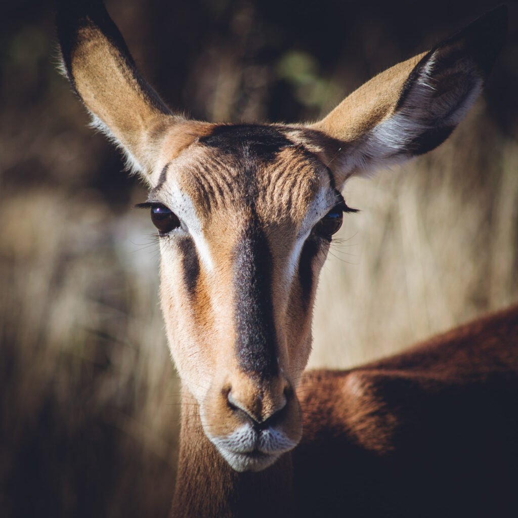 Impala – Etosha National Park