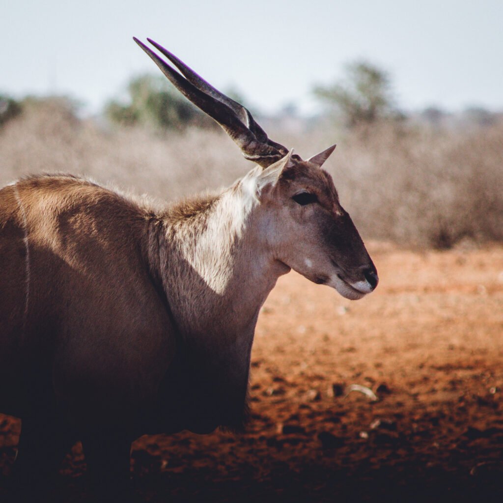 Eland – Kalahari Anib, Namibia