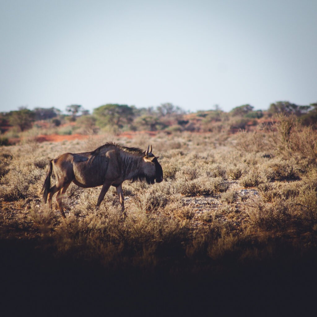 Blue wildebeest – Kalahari Anib, Namibia