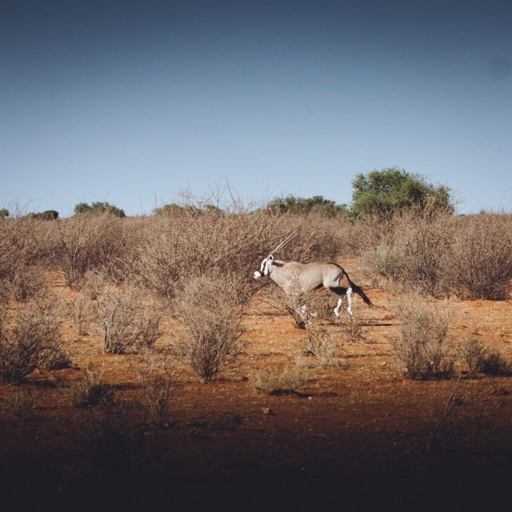 Gemsbok – Kalahari Anib, Namibia