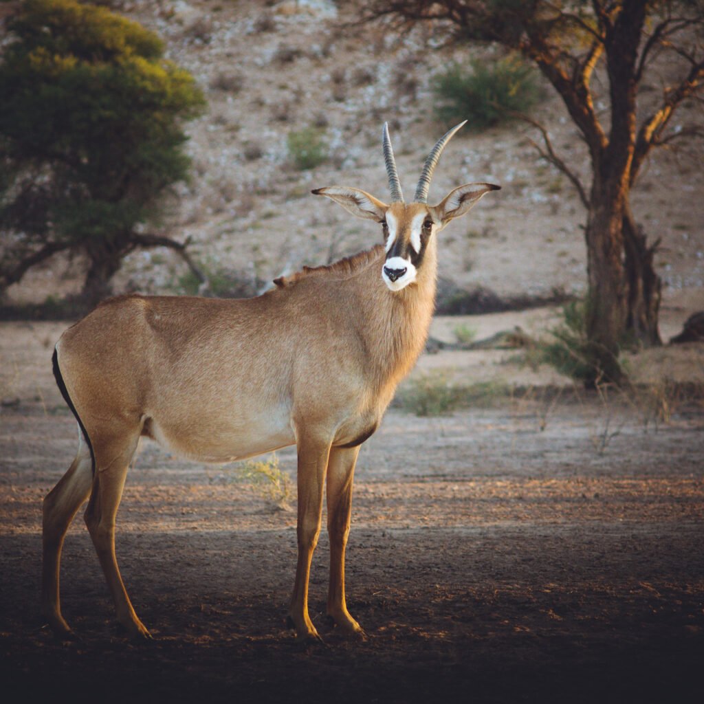 Bastergemsbok – Namibia
