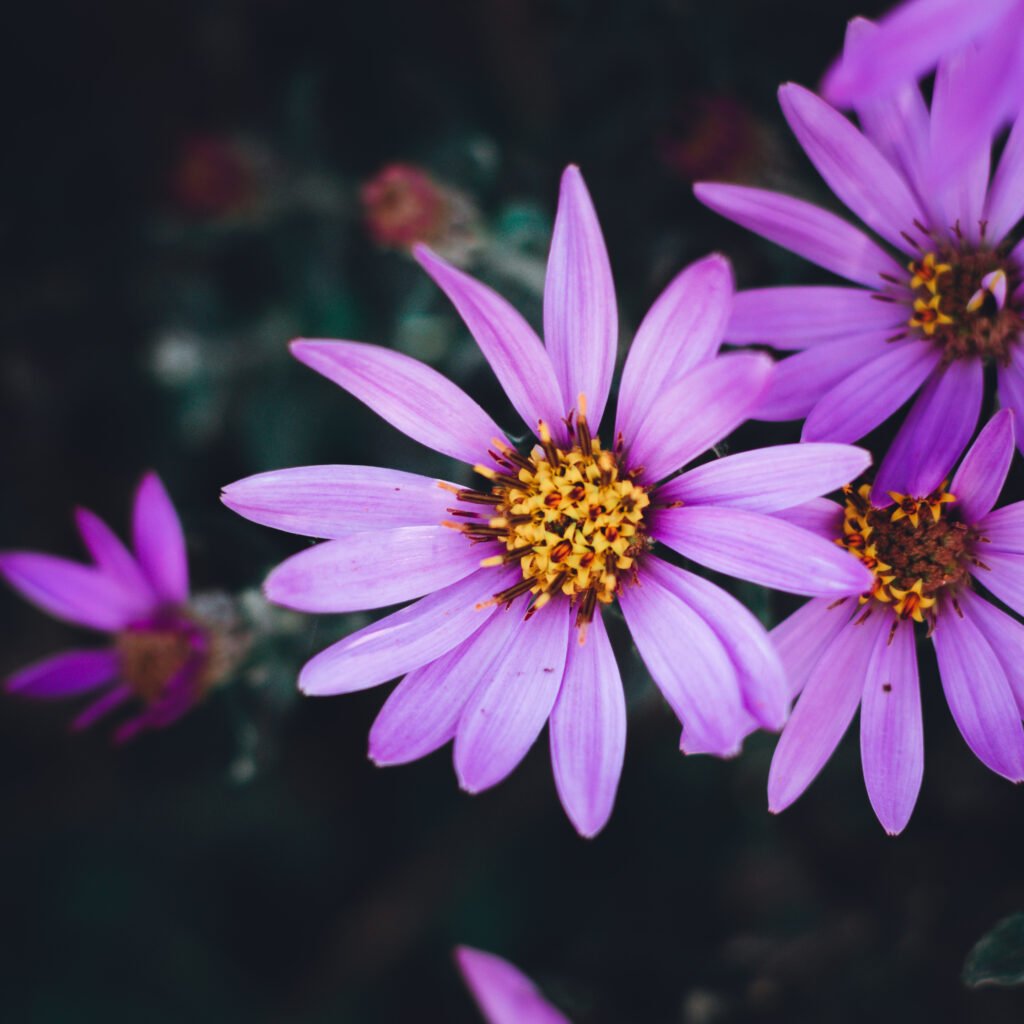 Flower – South Africa