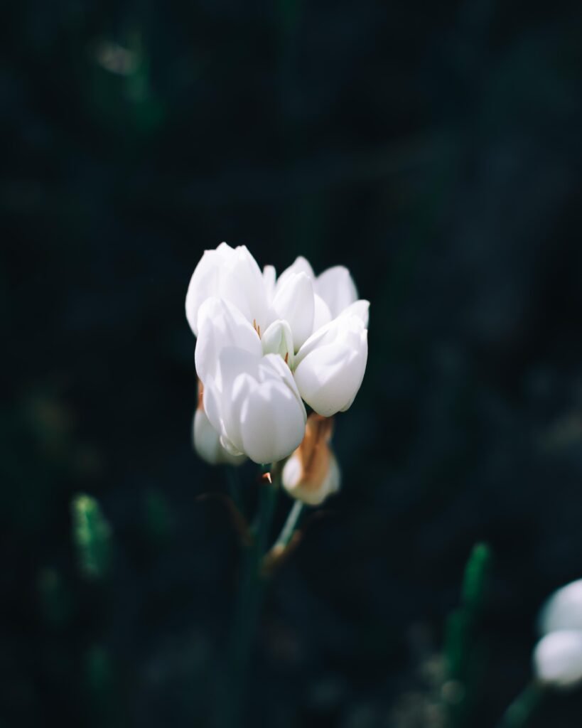 Flower – South Africa