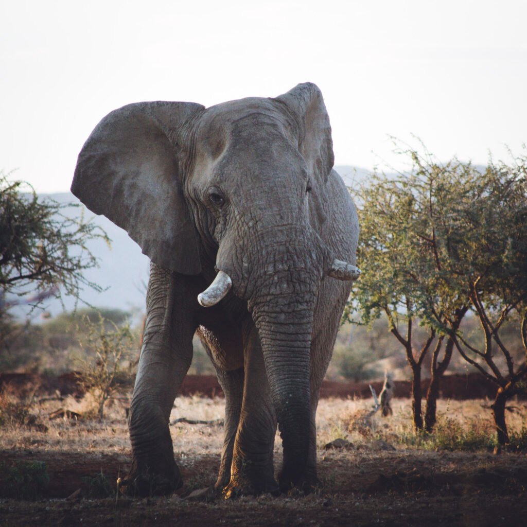 Elephant – Erindi, Namibia