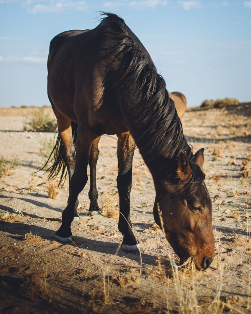Wild beauty – Namibia