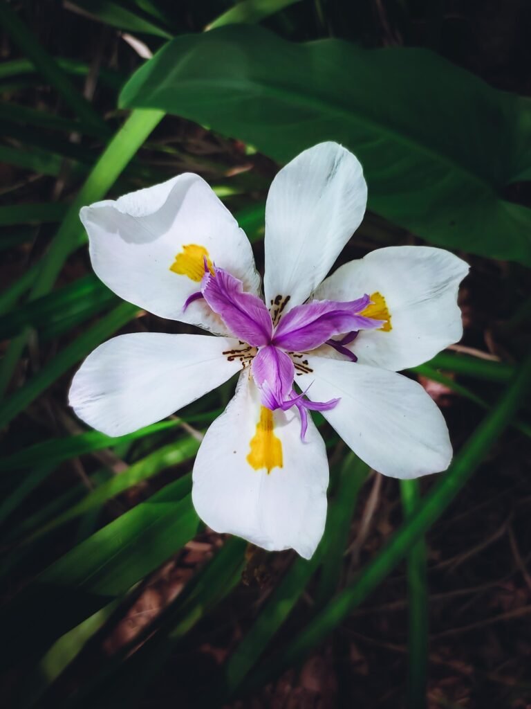 Flower – South Africa