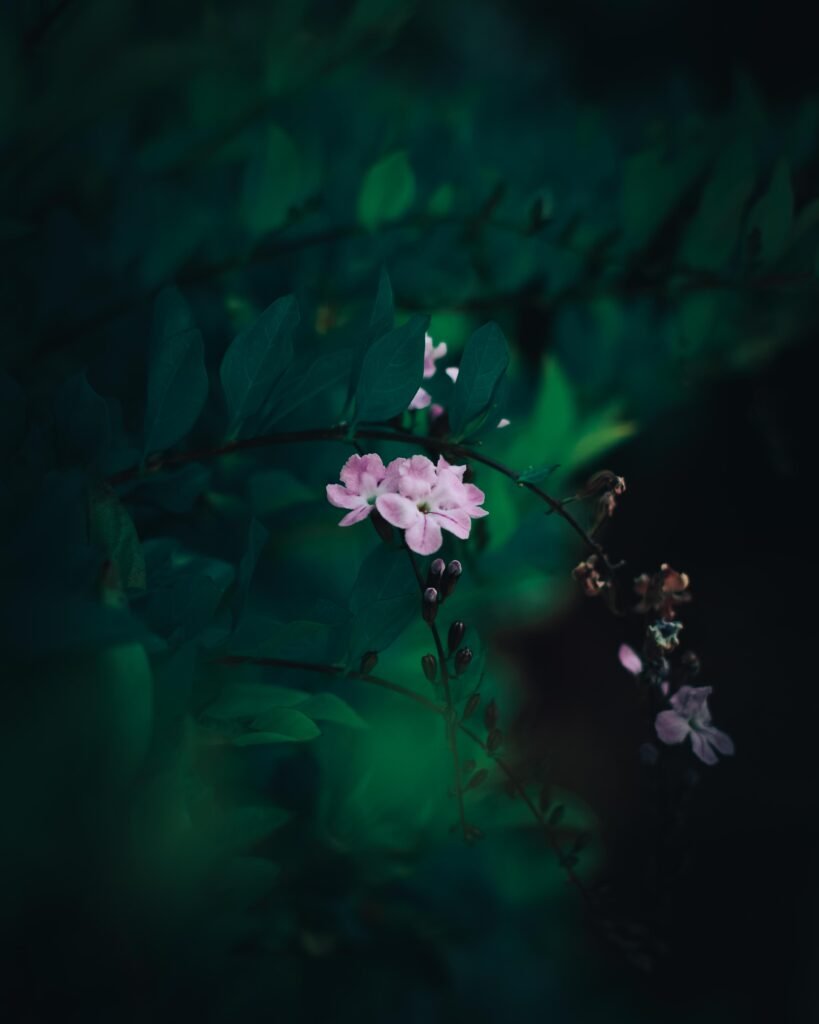 Flower – South Africa