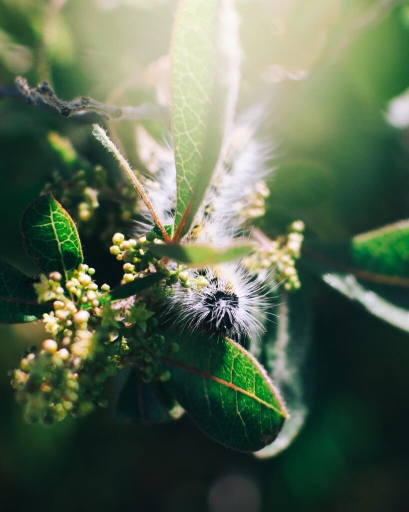 Fluffy friend – South Africa