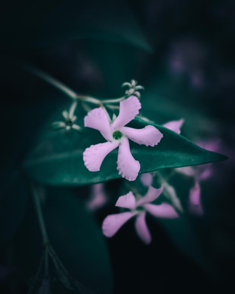 Flower – South Africa