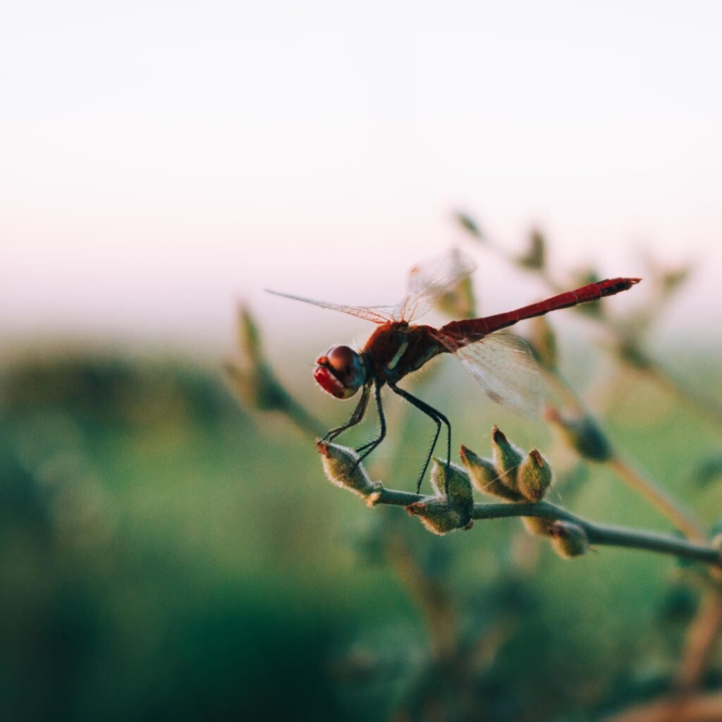 Dragonfly
