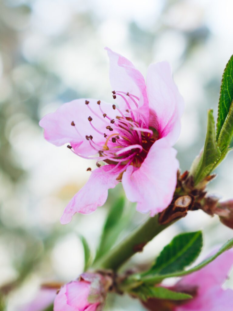 Flower – South Africa