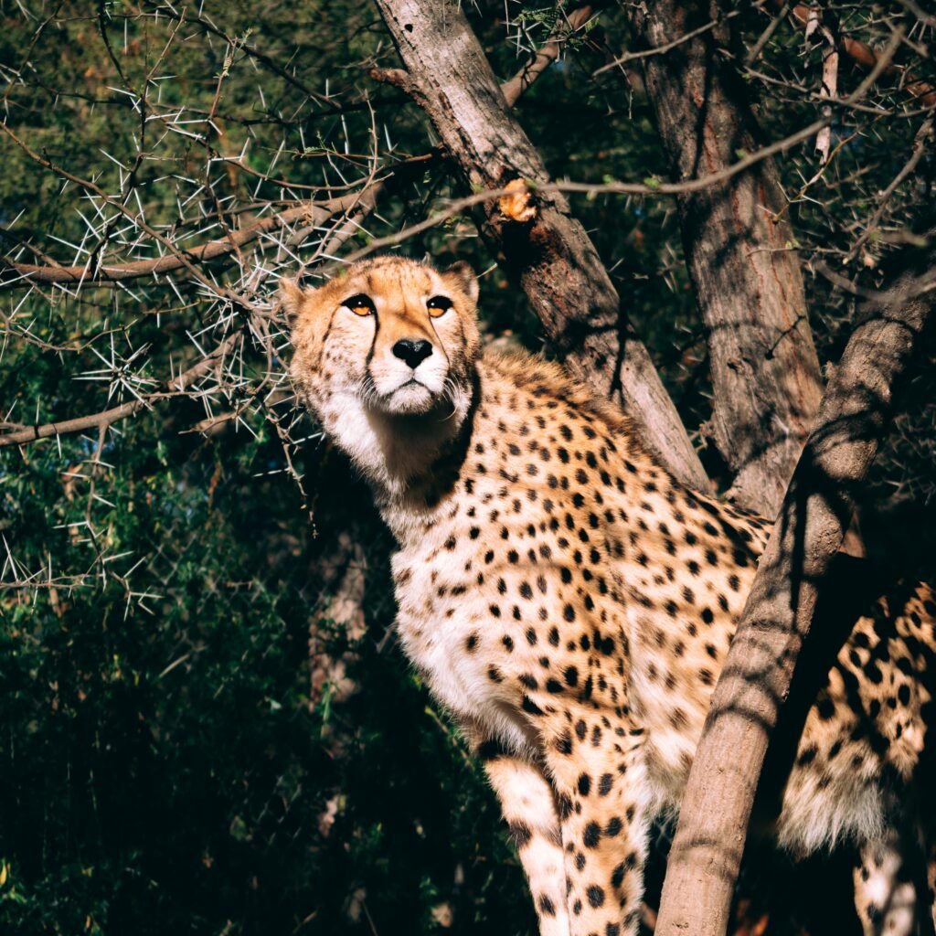 Cheetah – South Africa