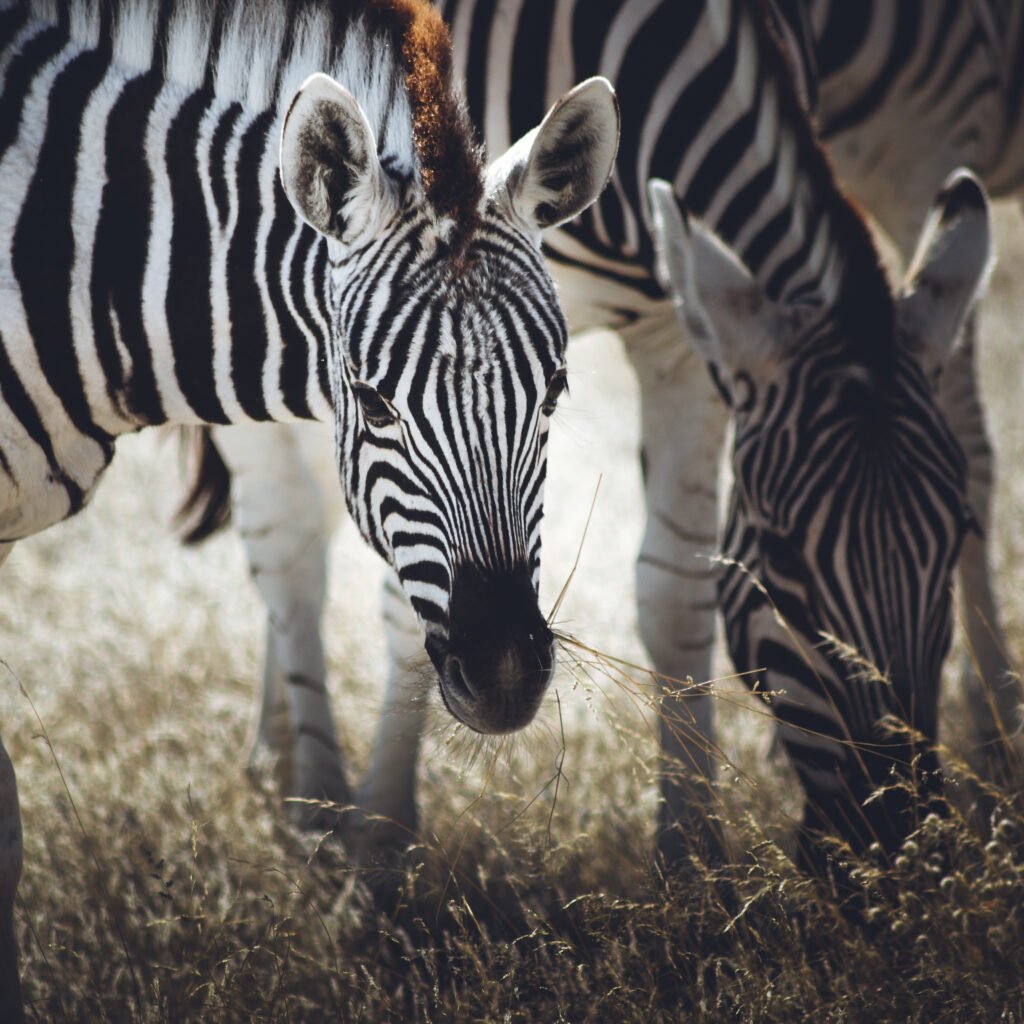 Zebra – Namibia