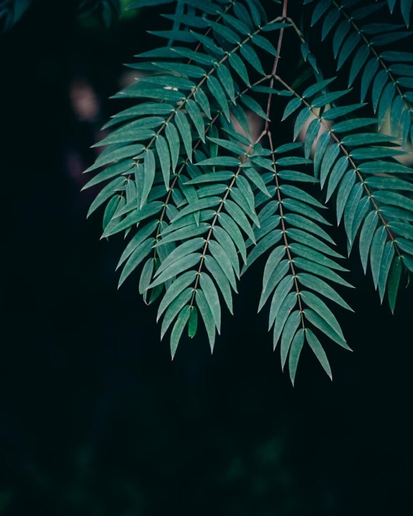 Leaves