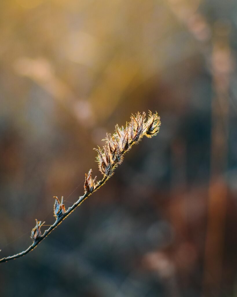 Simplicity