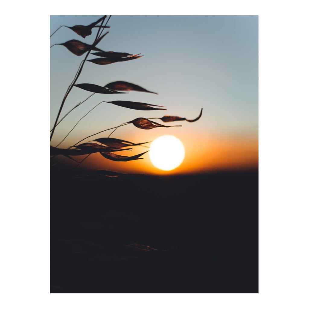Grass