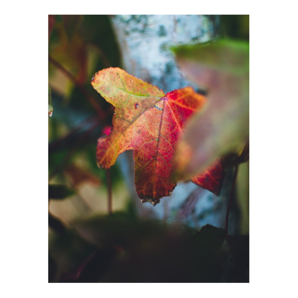 Autumn colors