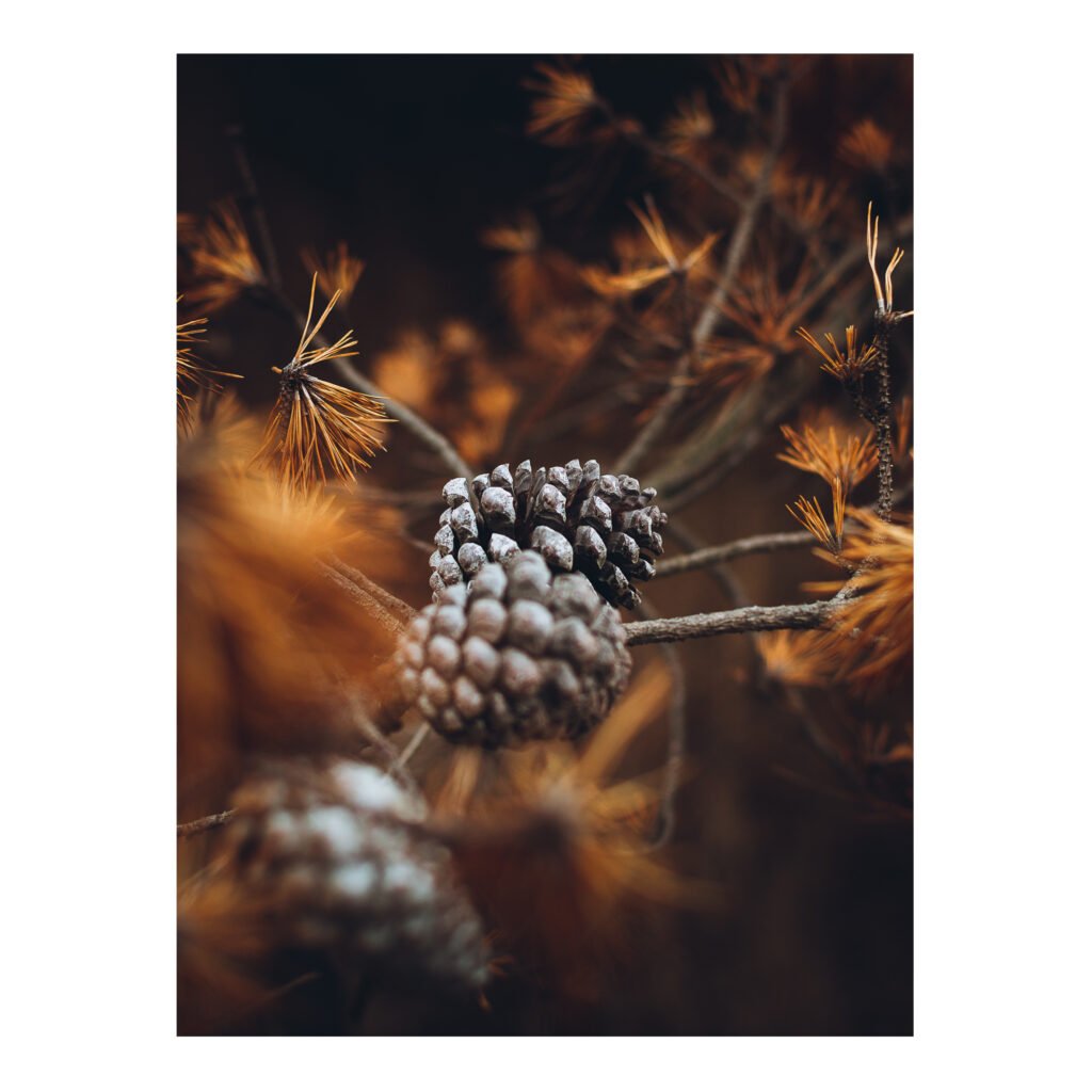 Pine cone