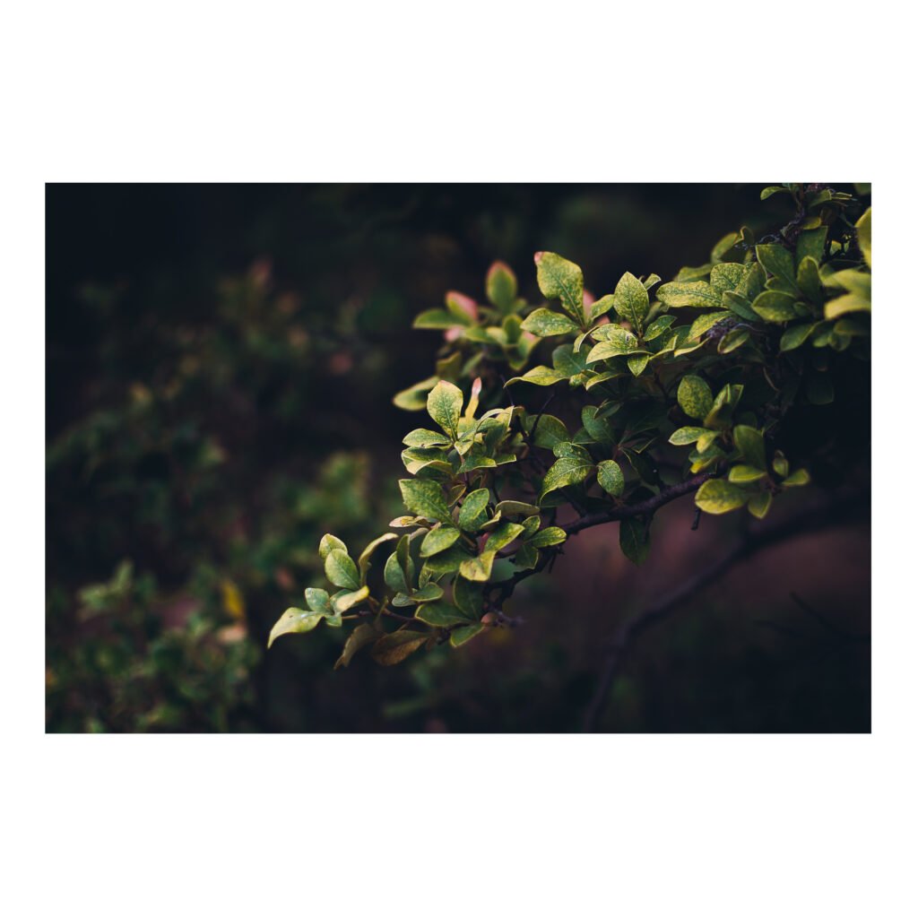 Fading leaves