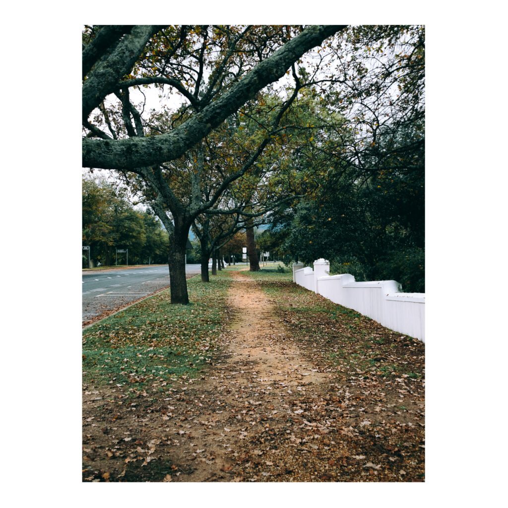 Leaves