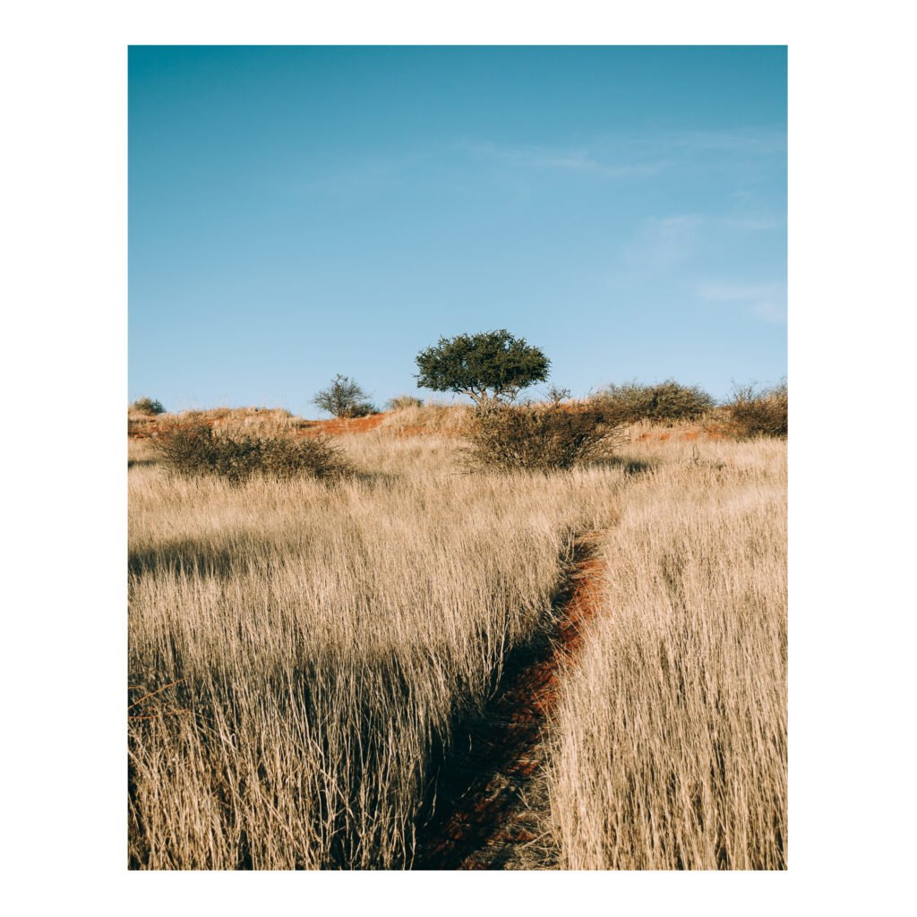 Take the trail