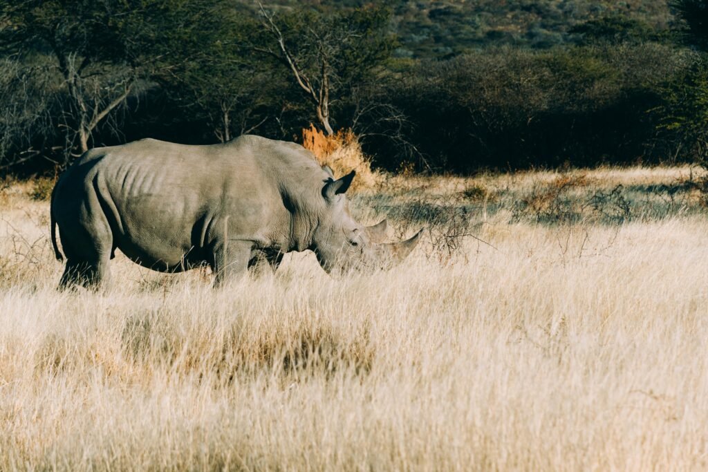 Rhino Tracking in the Omboroko Mountains