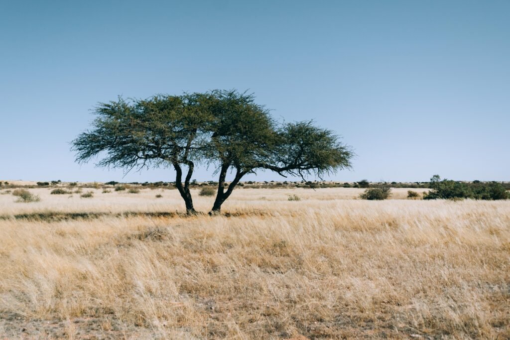 Kalahari