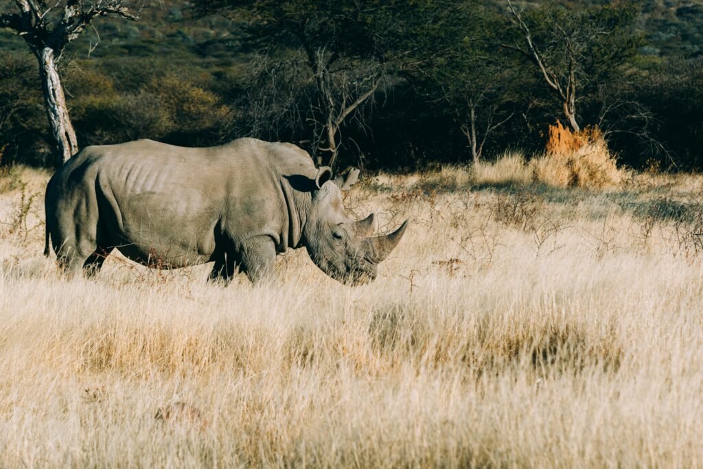 Rhino Tracking in the Omboroko Mountains