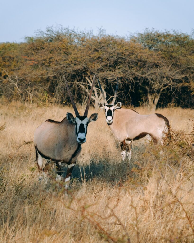 Gemsbok