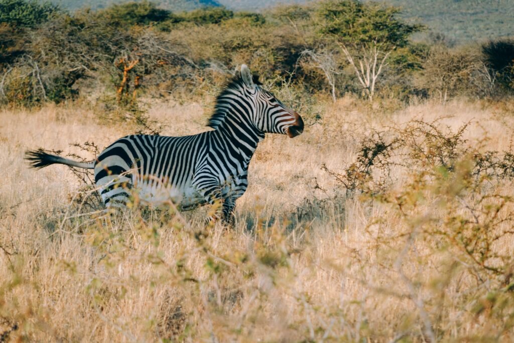 Zebra